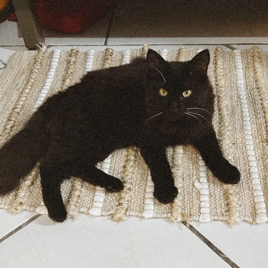 Nala Maria, gata de porte médio para adoção em Balneário Camboriú - SC