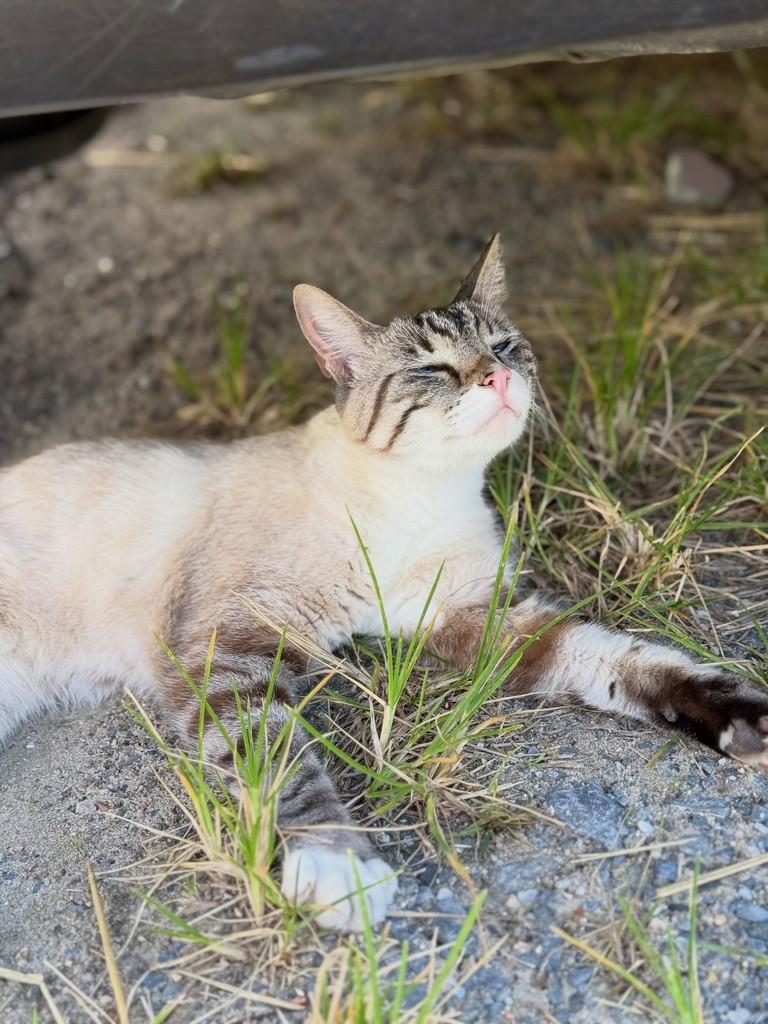 Ela, gata de porte pequeno para adoção em Balneário Camboriú - SC