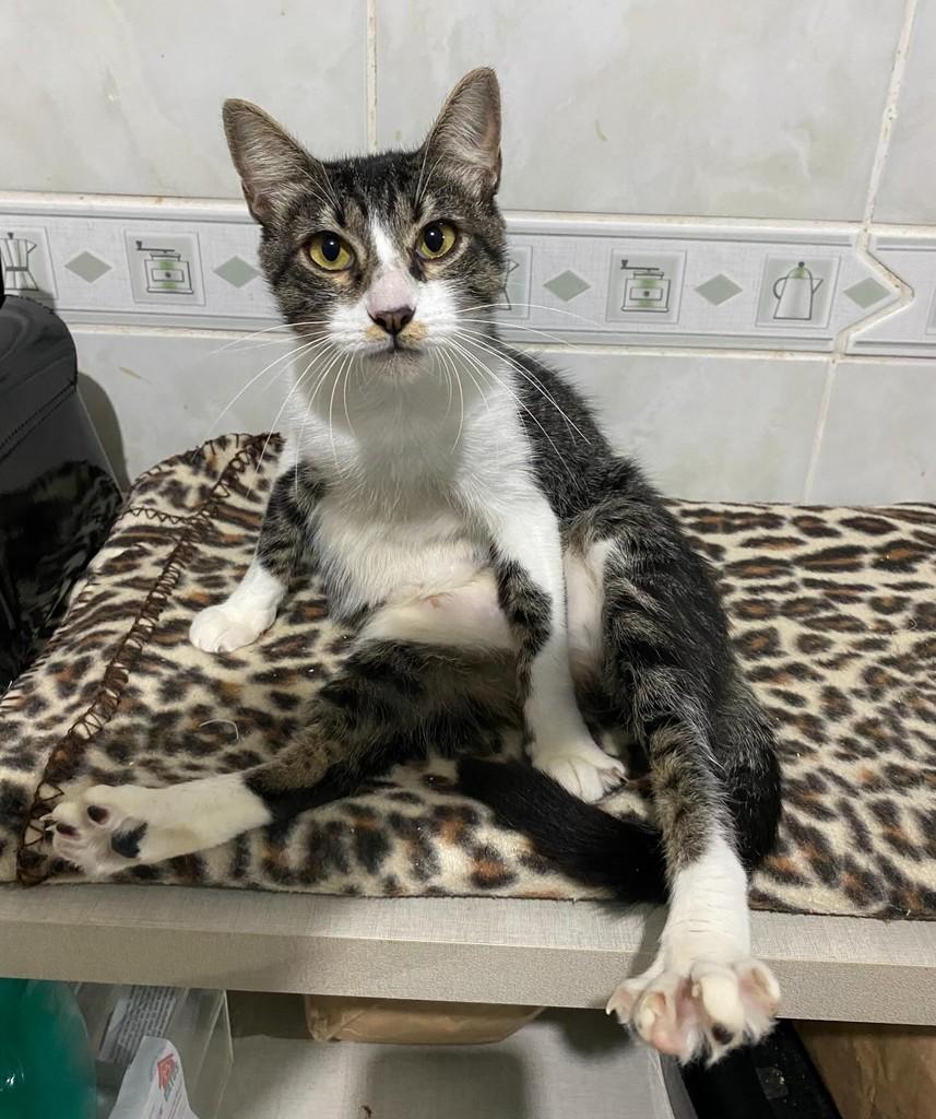 Jessica, gato de porte pequeno para adoção em Balneário Camboriú - SC