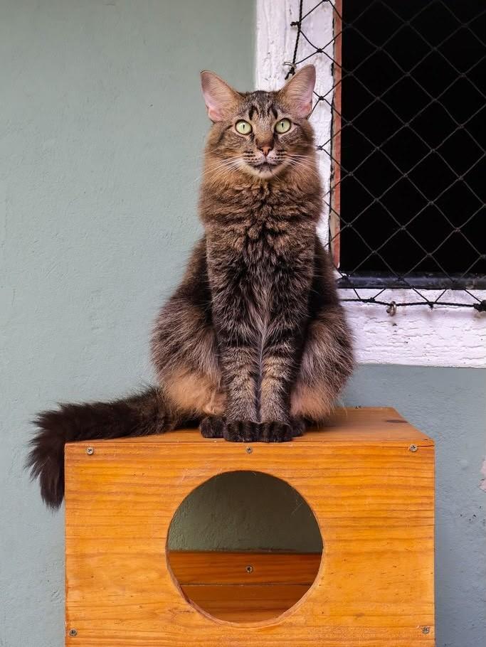 Paçoca, gato de porte grande para adoção em Balneário Camboriú - SC
