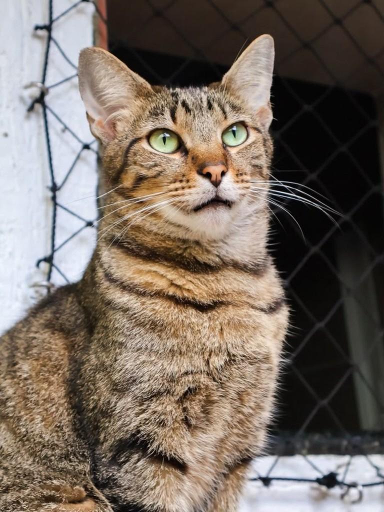 Pipoca, gato de porte médio para adoção em Balneário Camboriú - SC