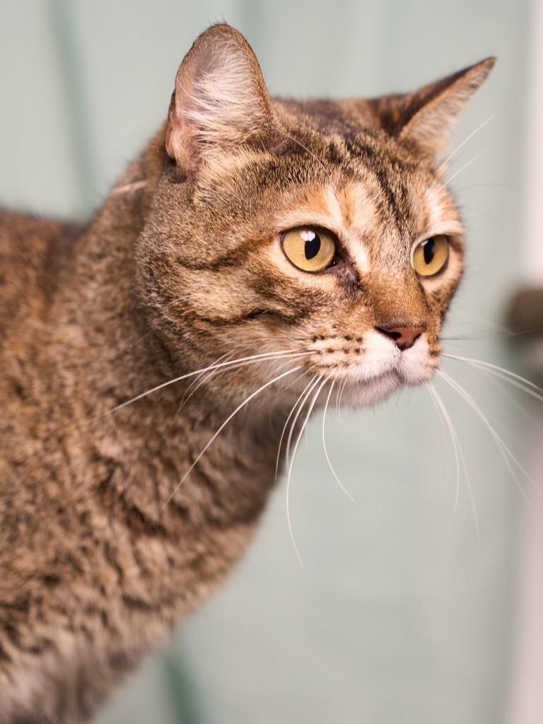 Vilma, gata de porte médio para adoção em Balneário Camboriú - SC