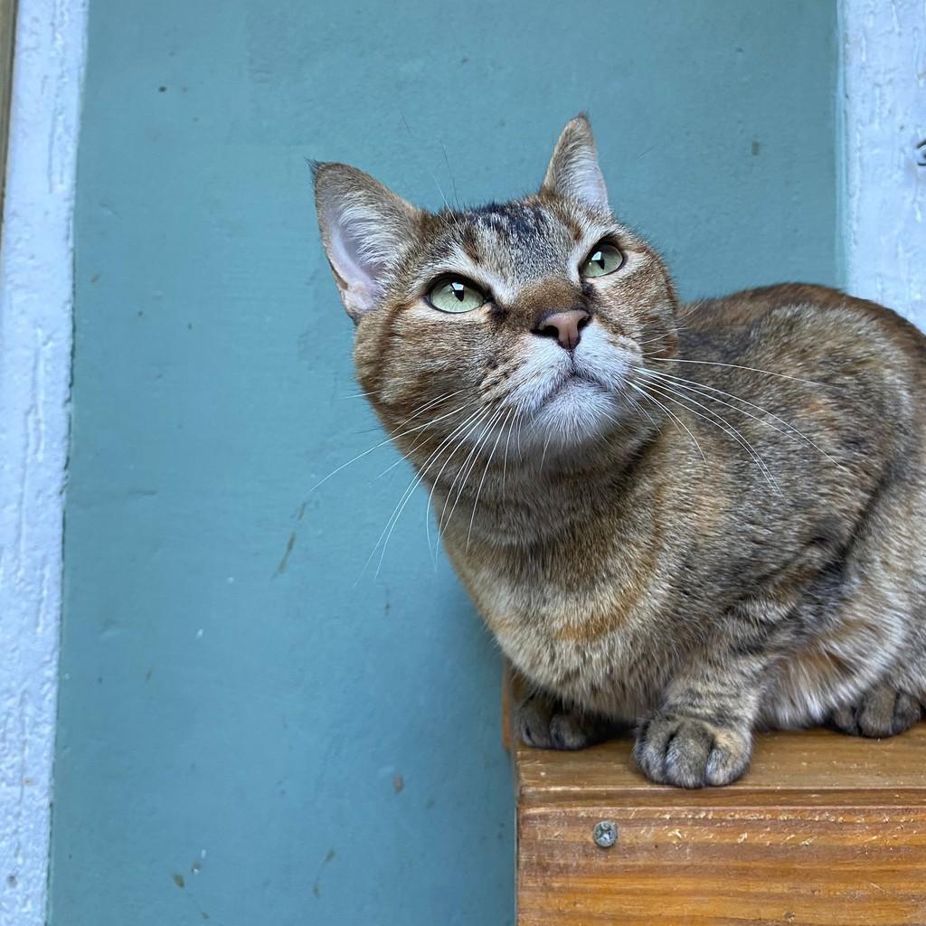 Mel, gata de porte pequeno para adoção em Balneário Camboriú - SC