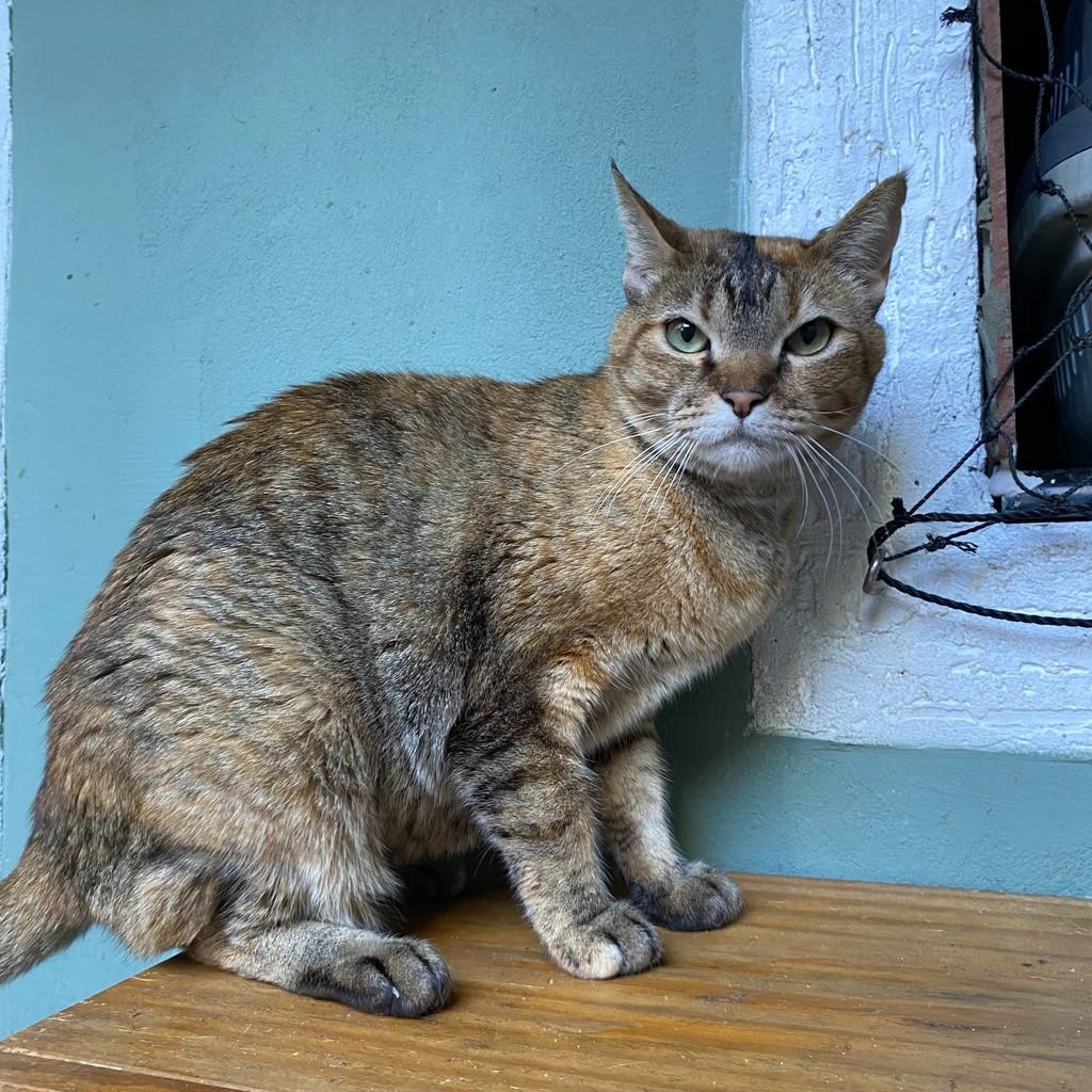 Mel, gata de porte pequeno para adoção em Balneário Camboriú - SC — foto 2 de 3