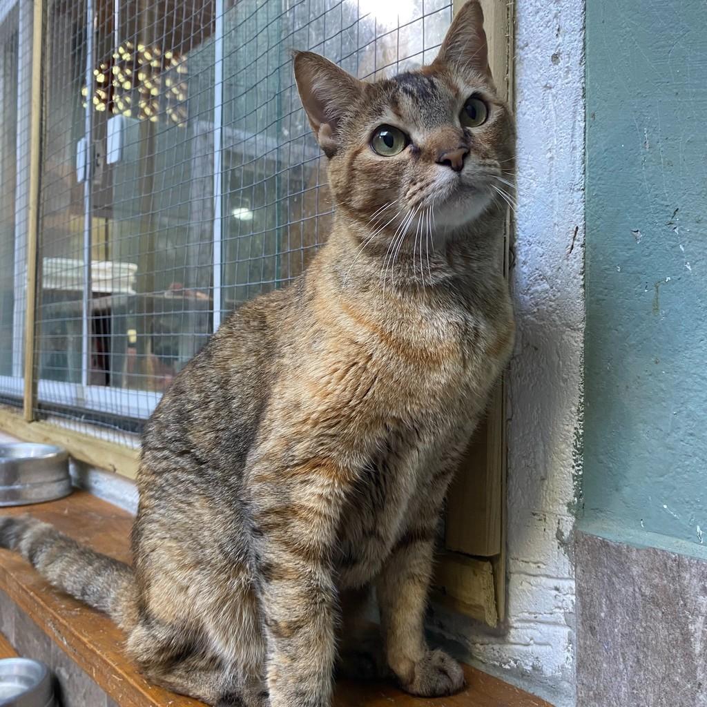 Mel, gata de porte pequeno para adoção em Balneário Camboriú - SC — foto 3 de 3