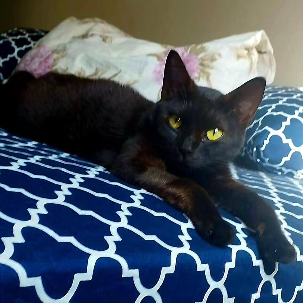 Wandinha, gato de porte médio para adoção em Boituva - SP