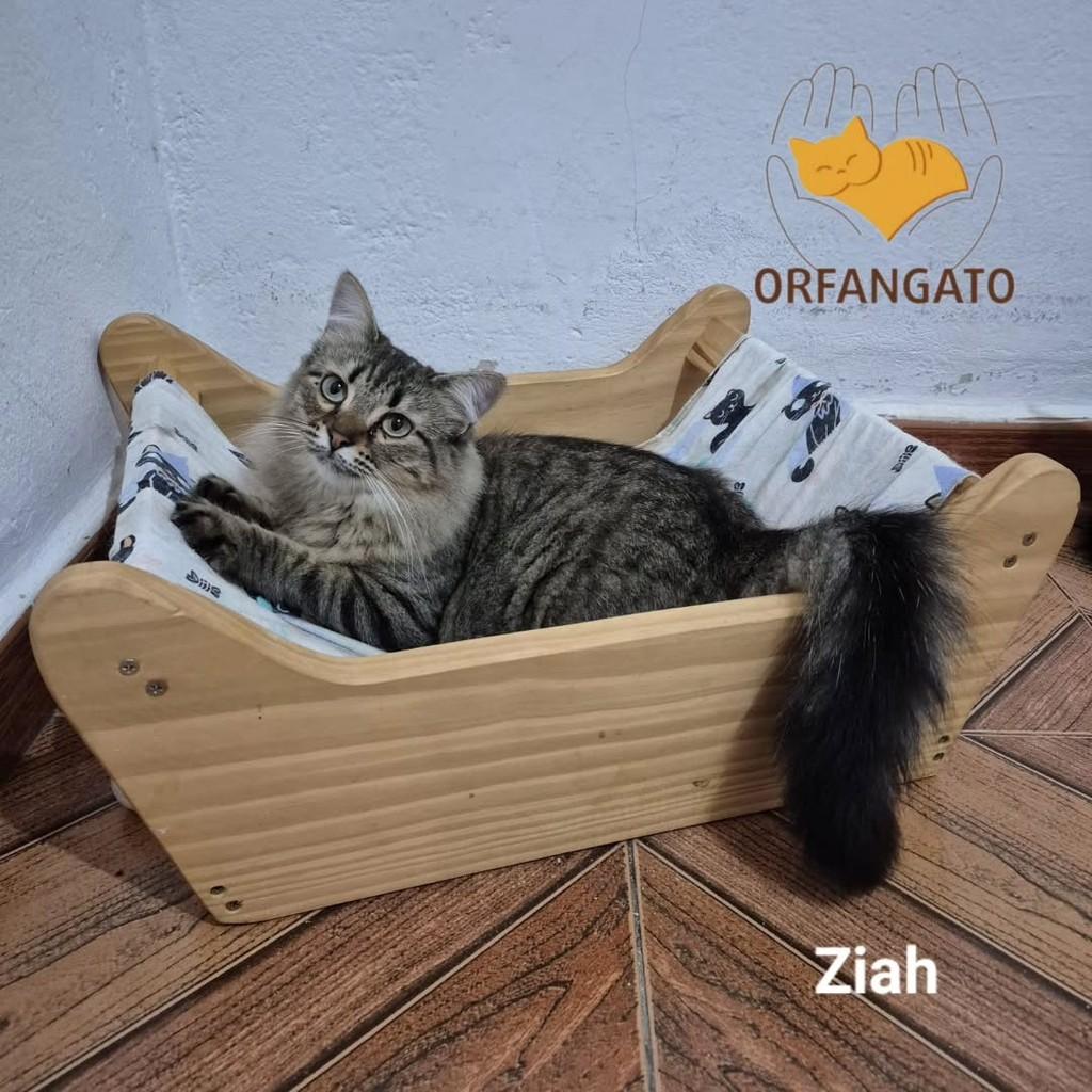 Ziah, gata de porte médio para adoção em São Paulo - SP