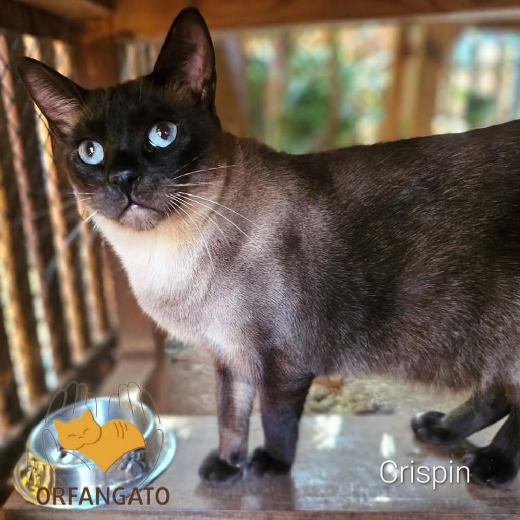 Crispin, gato de porte médio para adoção em Boituva - SP