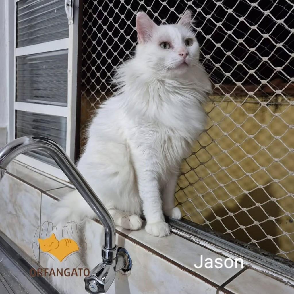 Jason, gato de porte médio para adoção em Boituva - SP