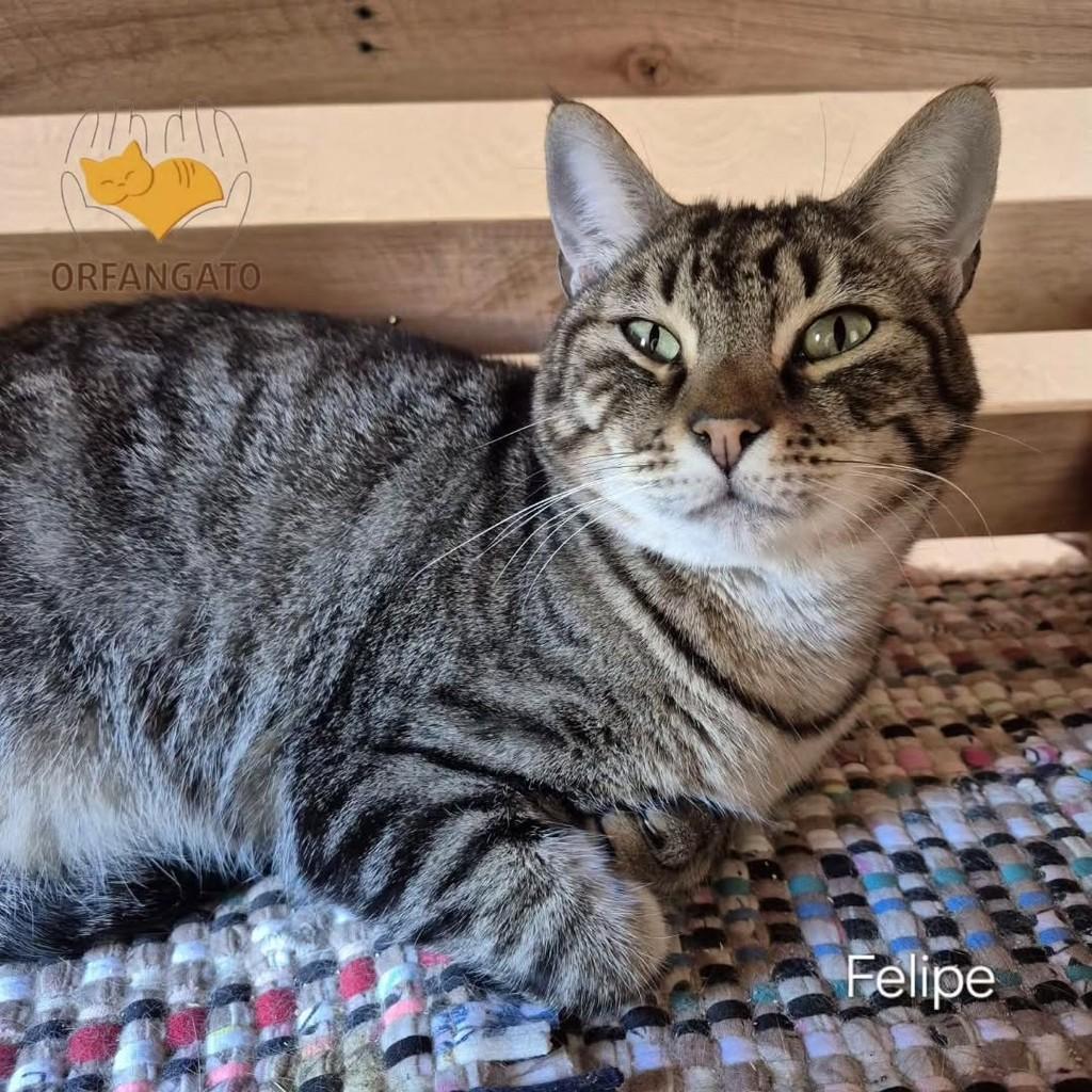 Felipe, gato de porte pequeno para adoção em Boituva - SP
