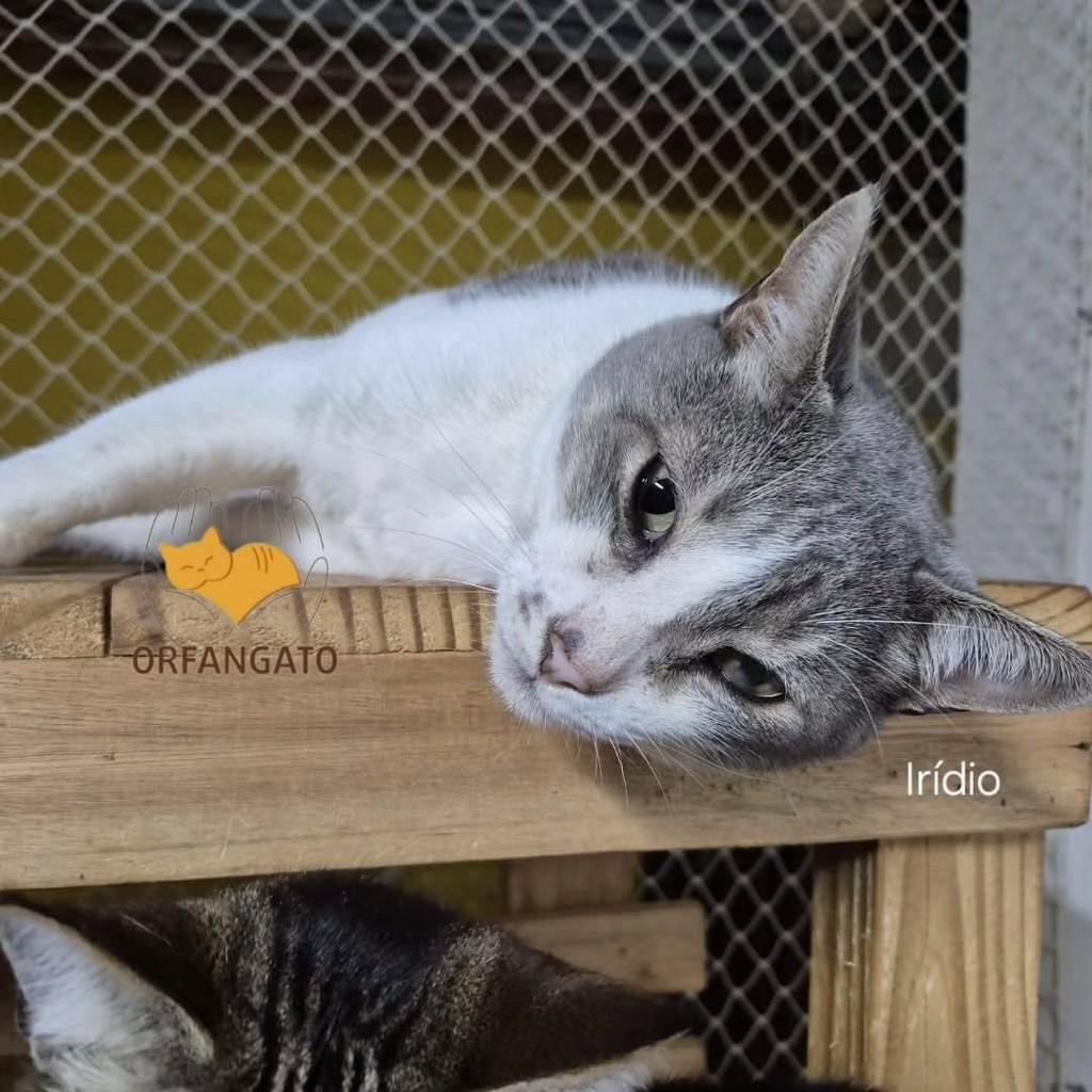 Irídio, gato de porte grande para adoção em Boituva - SP