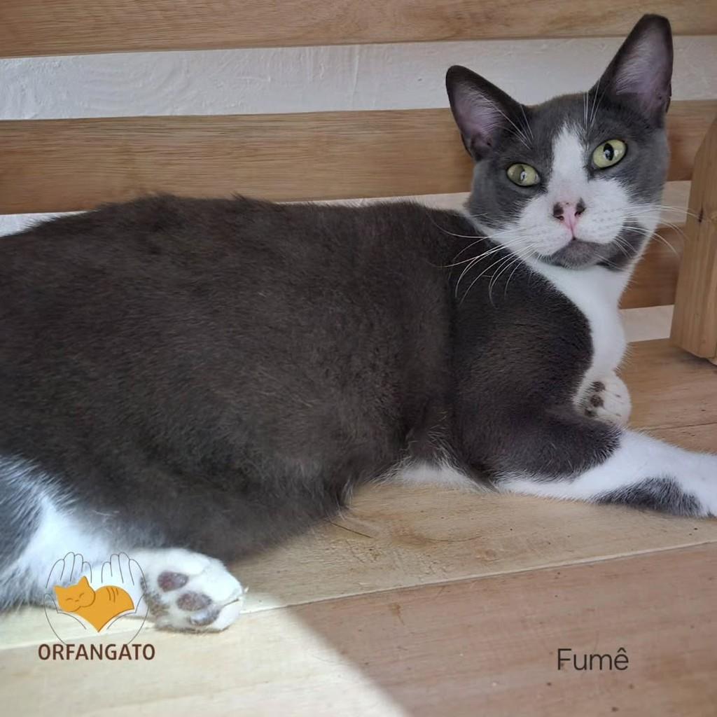 Fumê, gato de porte grande para adoção em Tatuí - SP