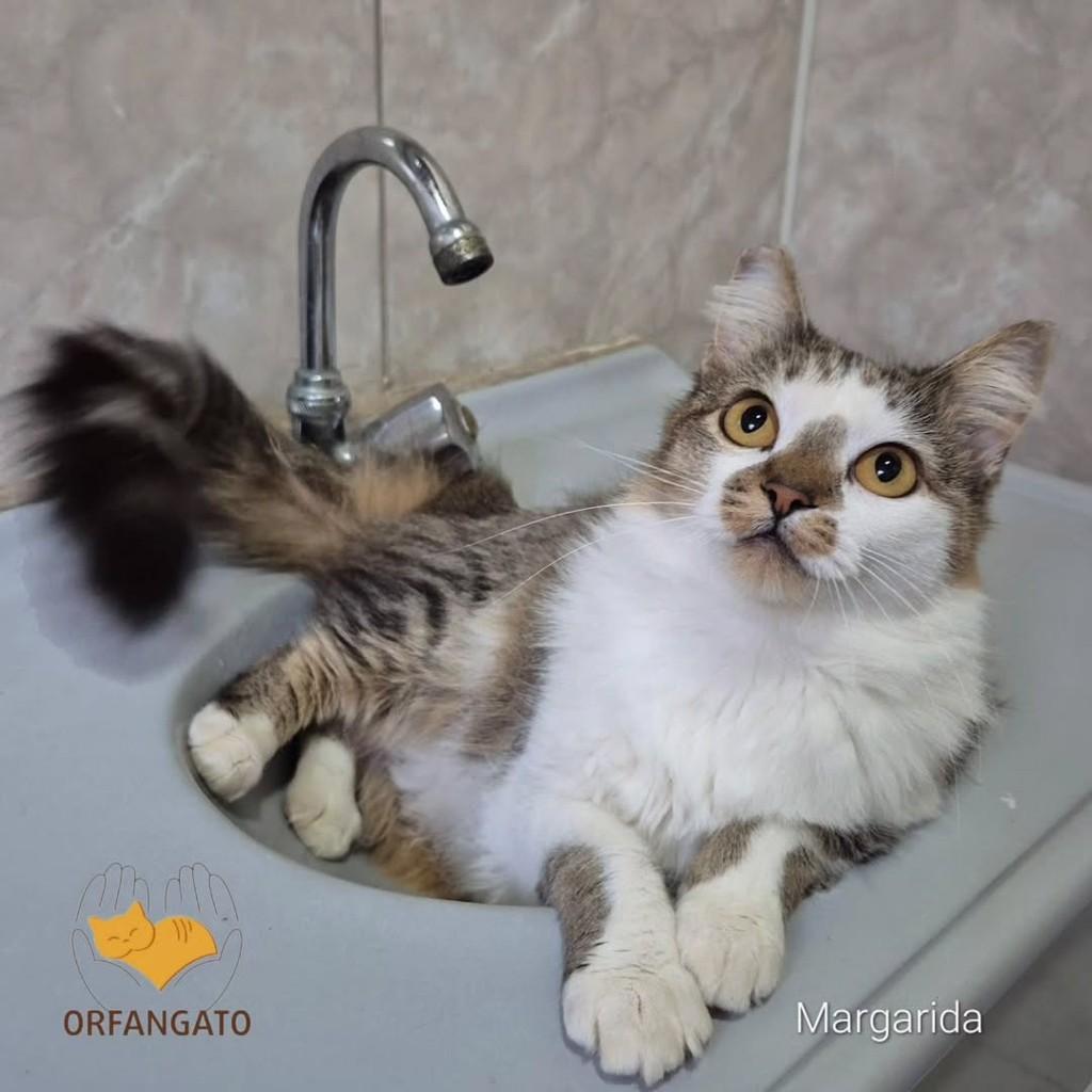 Margarida, gata de porte médio para adoção em Boituva - SP