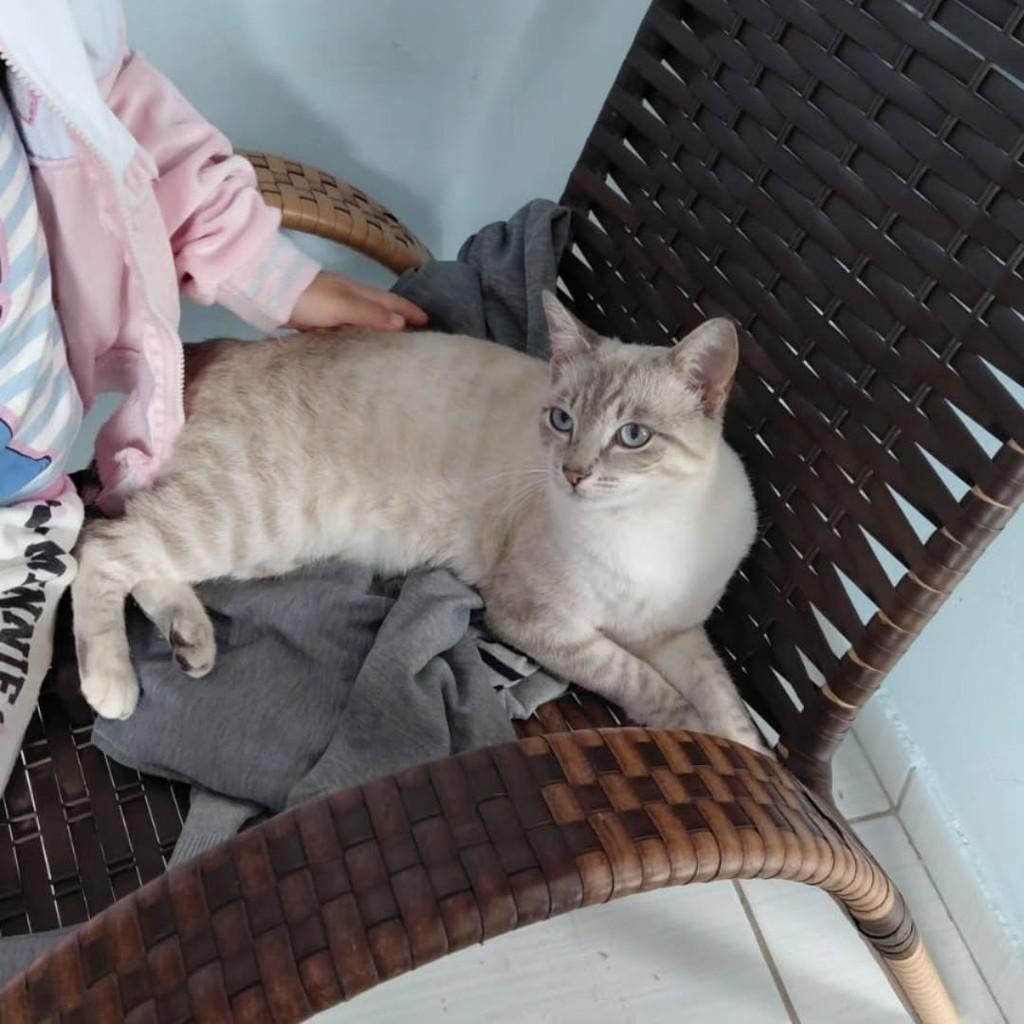 Nino, gato de porte médio para adoção em Boituva - SP