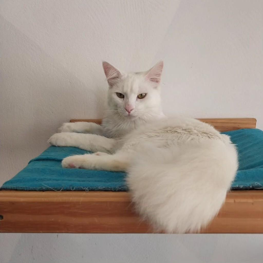 Sabor Meine coom, gato de porte médio para adoção em Boituva - SP