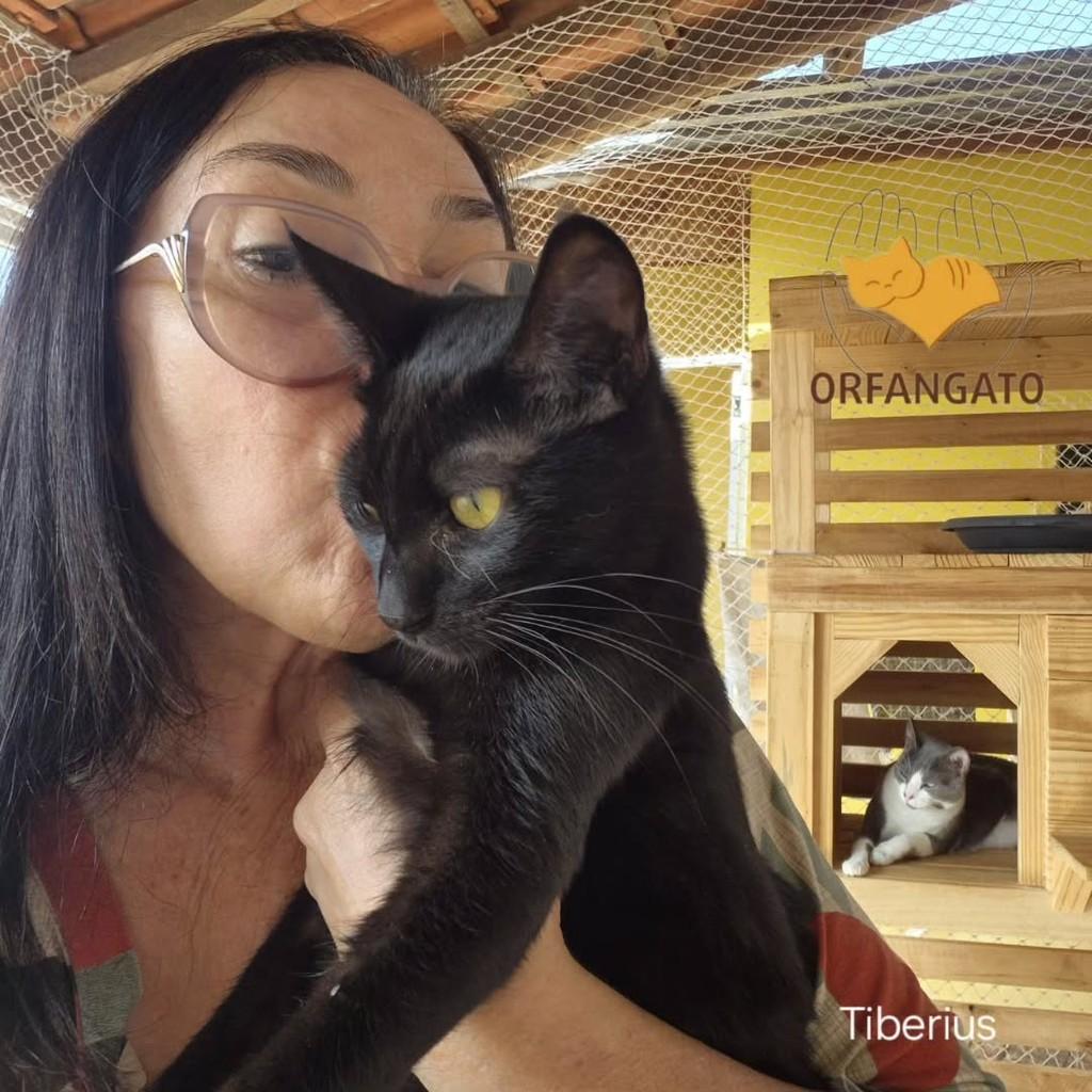Naruto, gato para adoção em São Paulo - SP