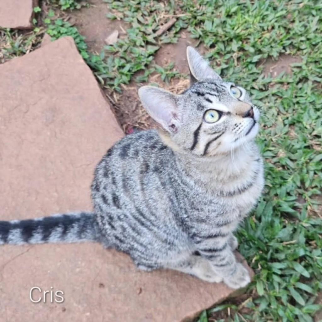 Cris, gato de porte pequeno para adoção em Boituva - SP