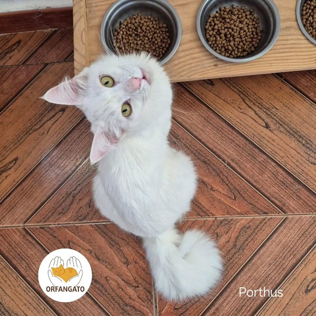 Porthus, gato de porte pequeno para adoção em São Paulo - SP