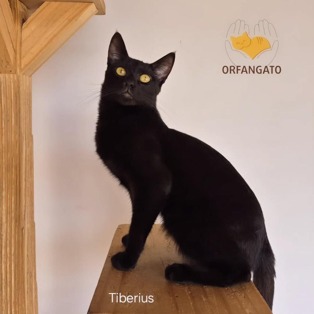 Tiberius, gato de porte médio para adoção em Boituva - SP