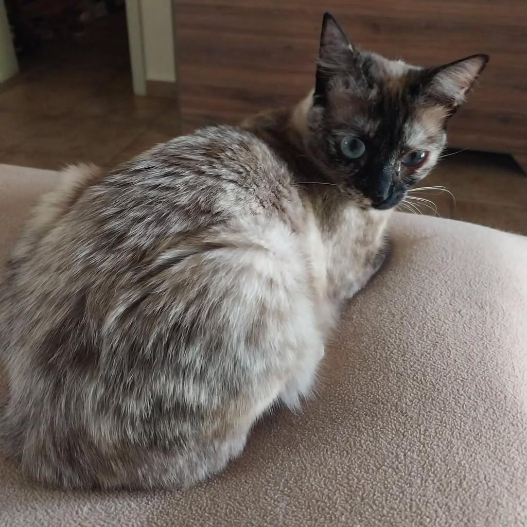 Nininha, gata de porte pequeno para adoção em Boituva - SP