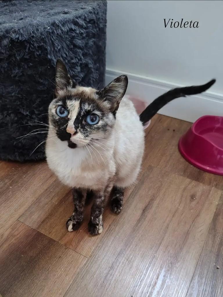 Violeta, gata de porte pequeno para adoção em Canelinha - SC