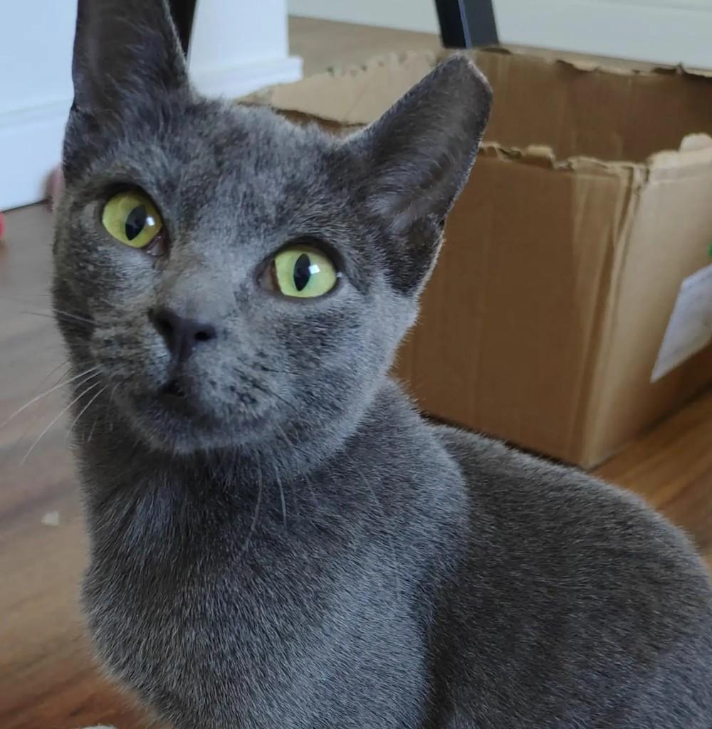 Cinza, gata de porte médio para adoção em Palhoça - SC
