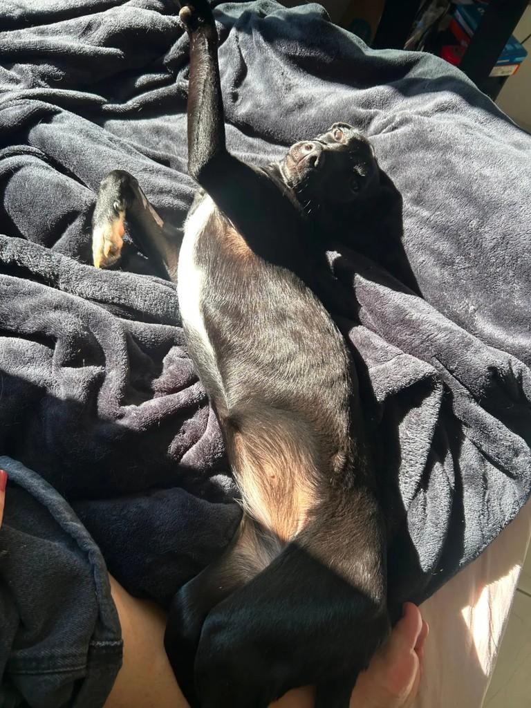 Neguinha, cachorro de porte pequeno para adoção em Florianópolis - SC