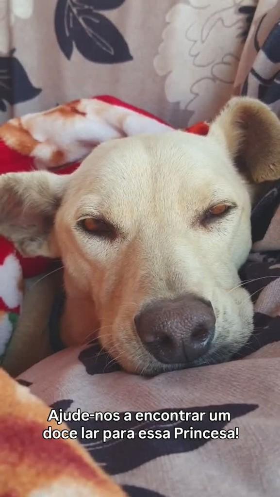 Princesa, cadela de porte médio para adoção em Florianópolis - SC