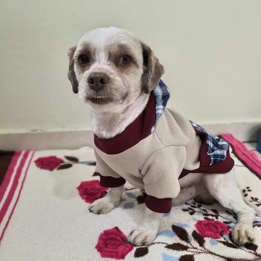 Alfredo, cachorro de porte pequeno para adoção em Porto Alegre - RS