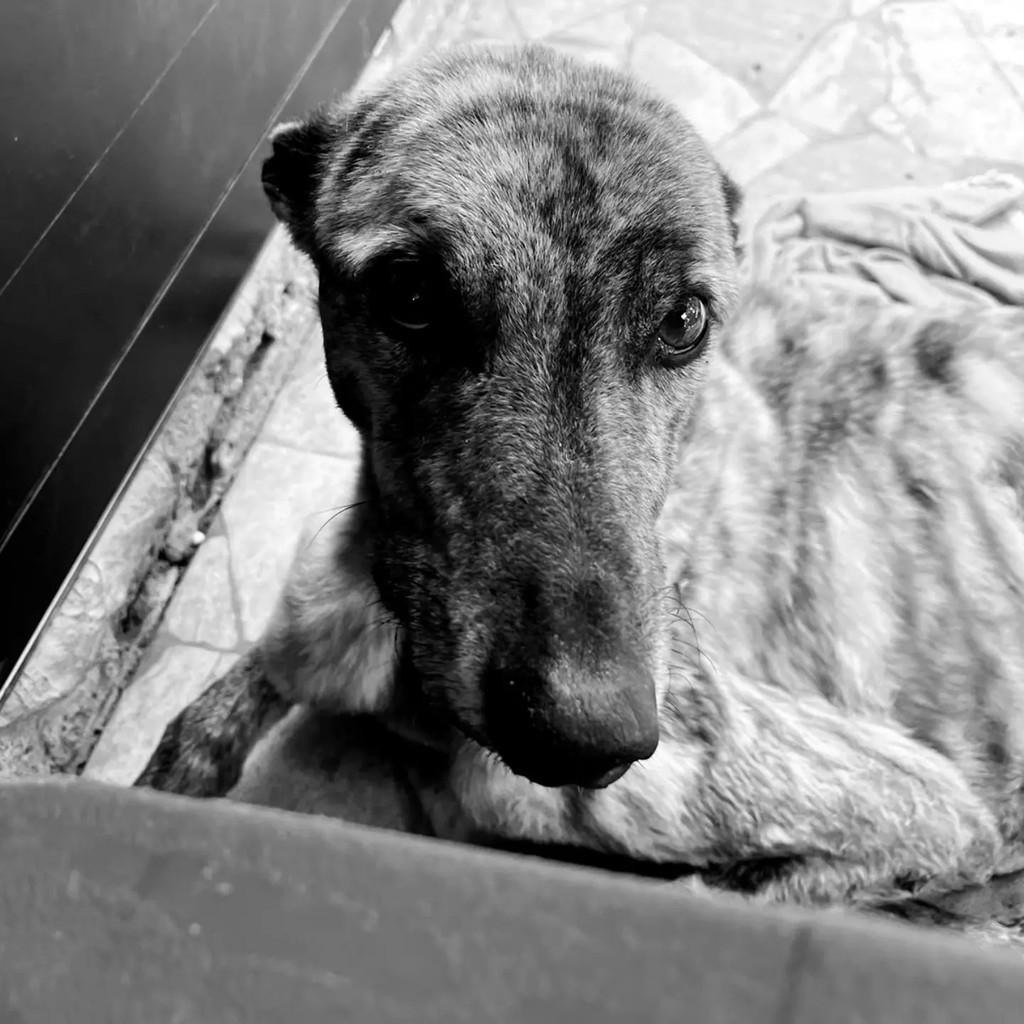Tunga, cachorro de porte médio para adoção em Porto Alegre - RS