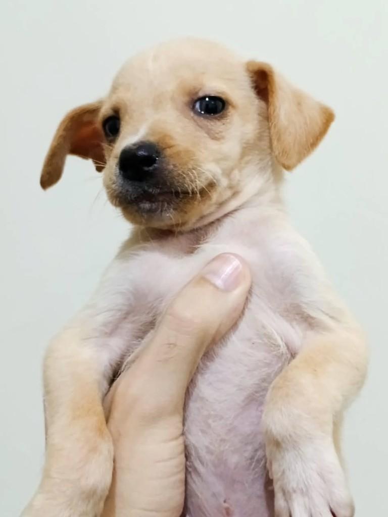 Pitico, cachorro de porte pequeno para adoção em Viçosa - MG