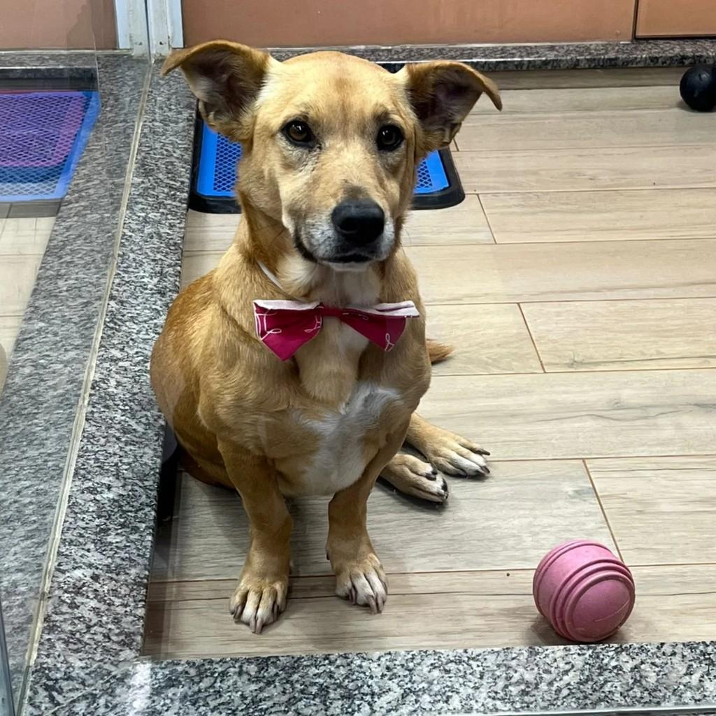 Jéssica, cachorro de porte pequeno para adoção em Santo André - SP