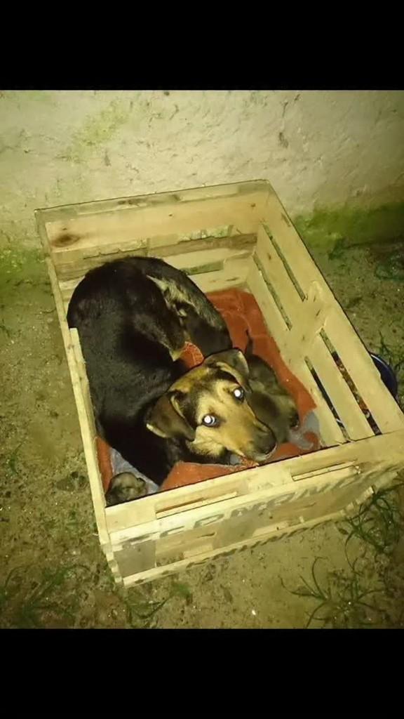 Rochelle, cadela de porte médio para adoção em Ribeirão Pires - SP