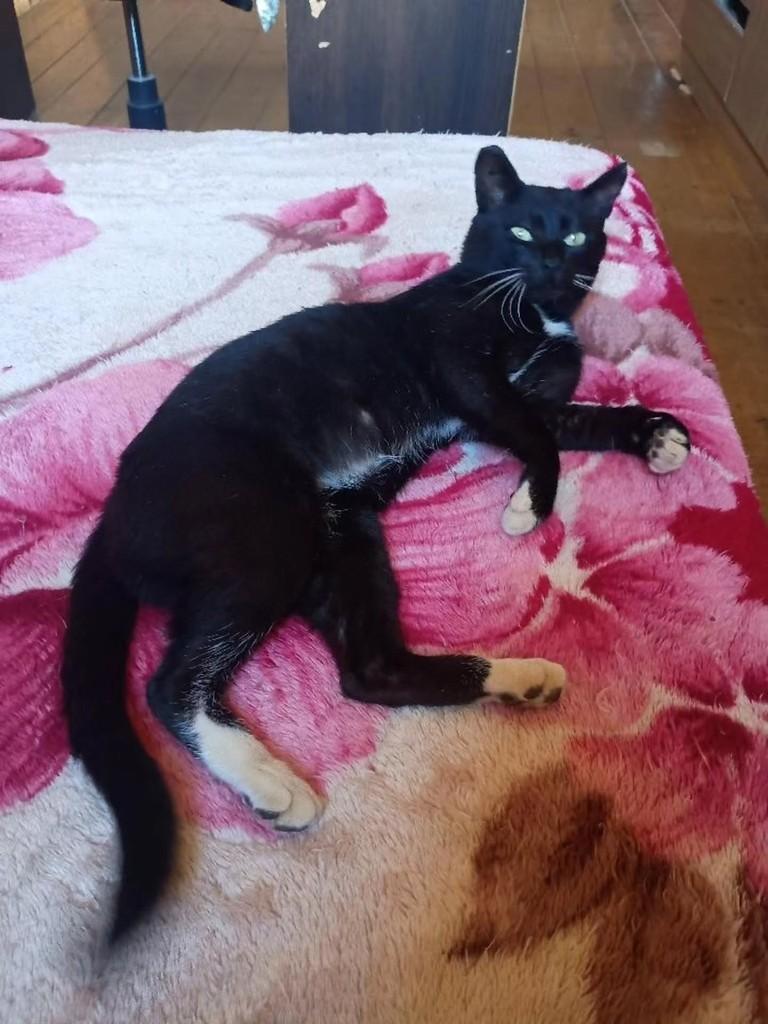 Ransés, gato de porte médio para adoção em Vacaria - RS