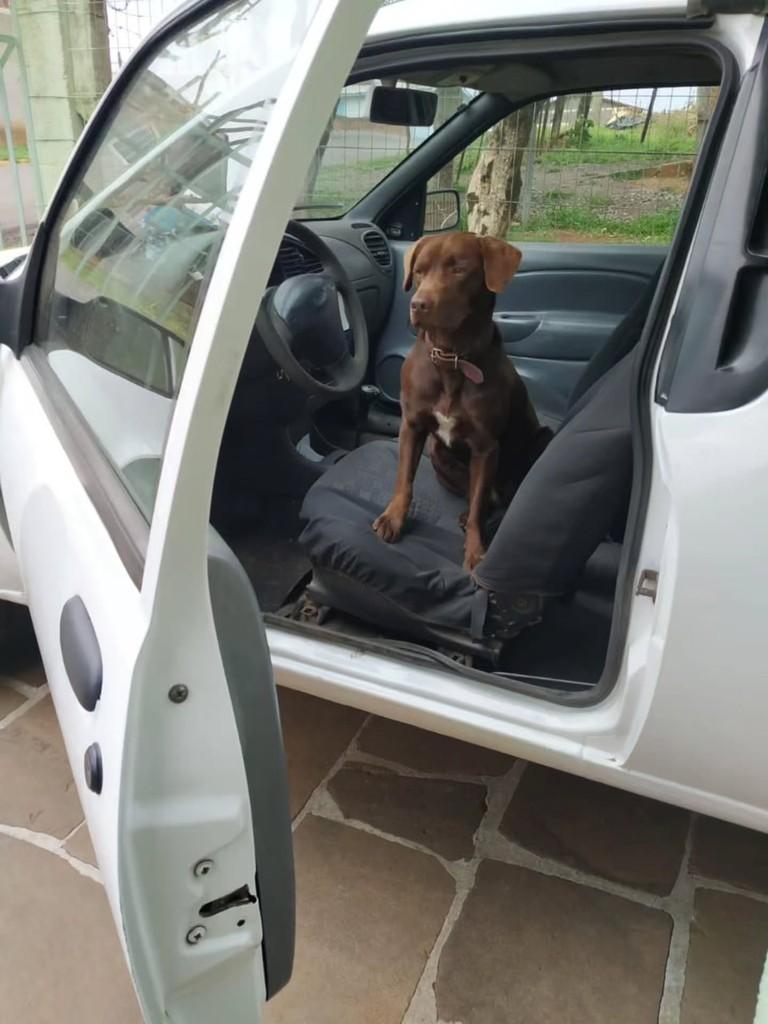 Scooby, cachorro de porte pequeno para adoção em Vacaria - RS