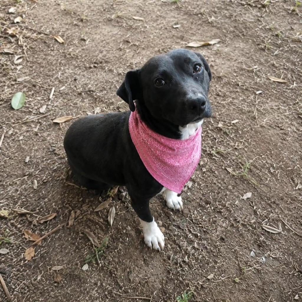 Ritinha, cachorro de porte pequeno para adoção em Vacaria - RS