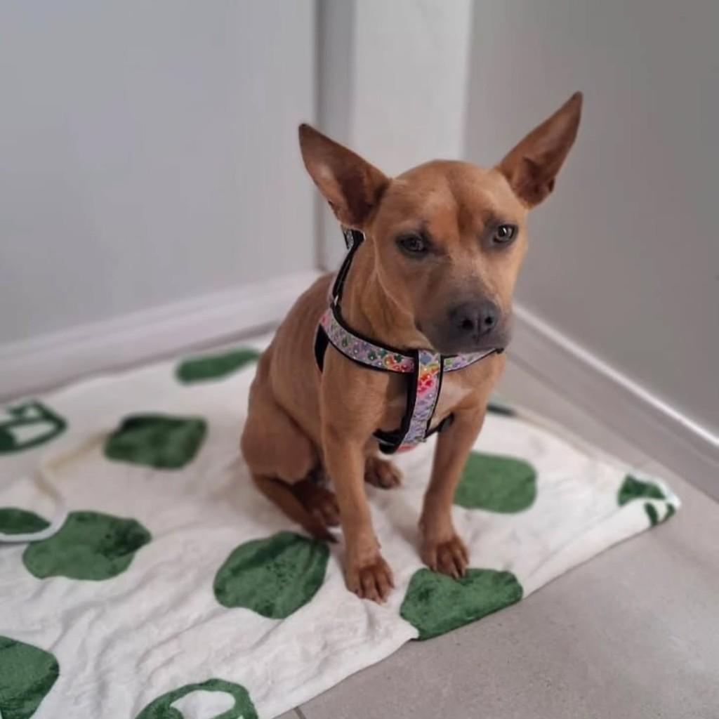 Nala, cadela de porte médio para adoção em Vacaria - RS