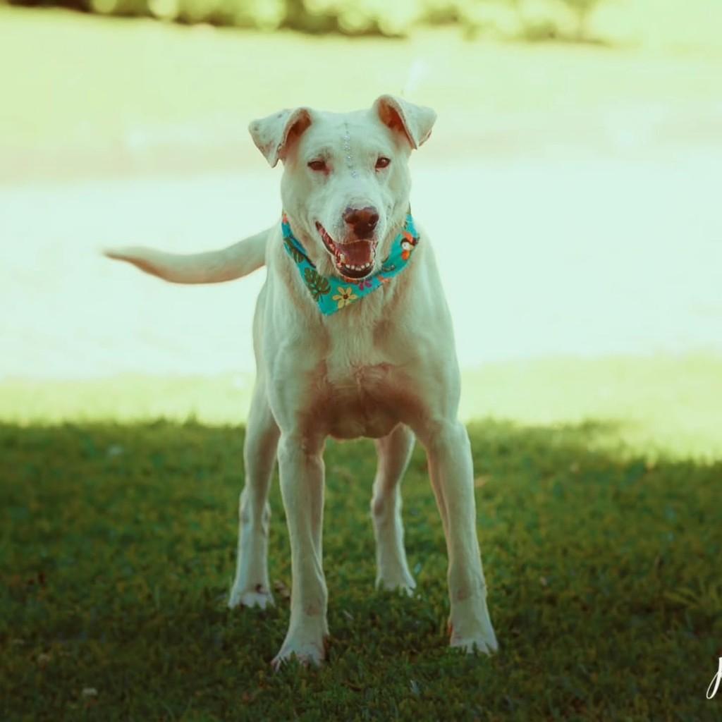 Gasparzinho, cachorro de porte grande para adoção em Vacaria - RS