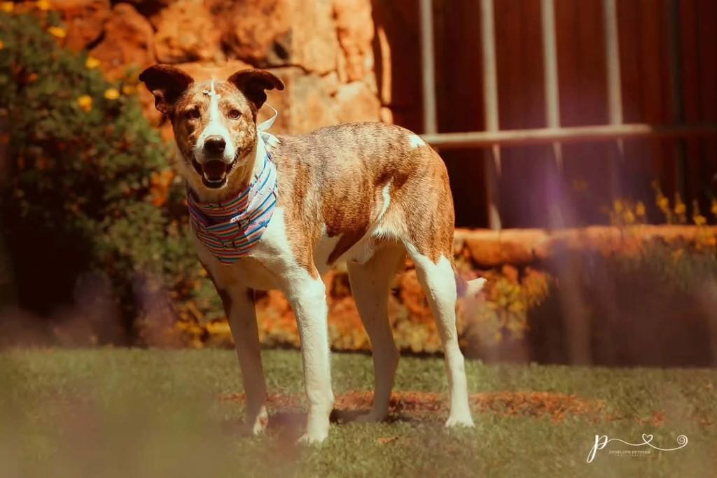Pedrinha, cachorro de porte grande para adoção em Vacaria - RS