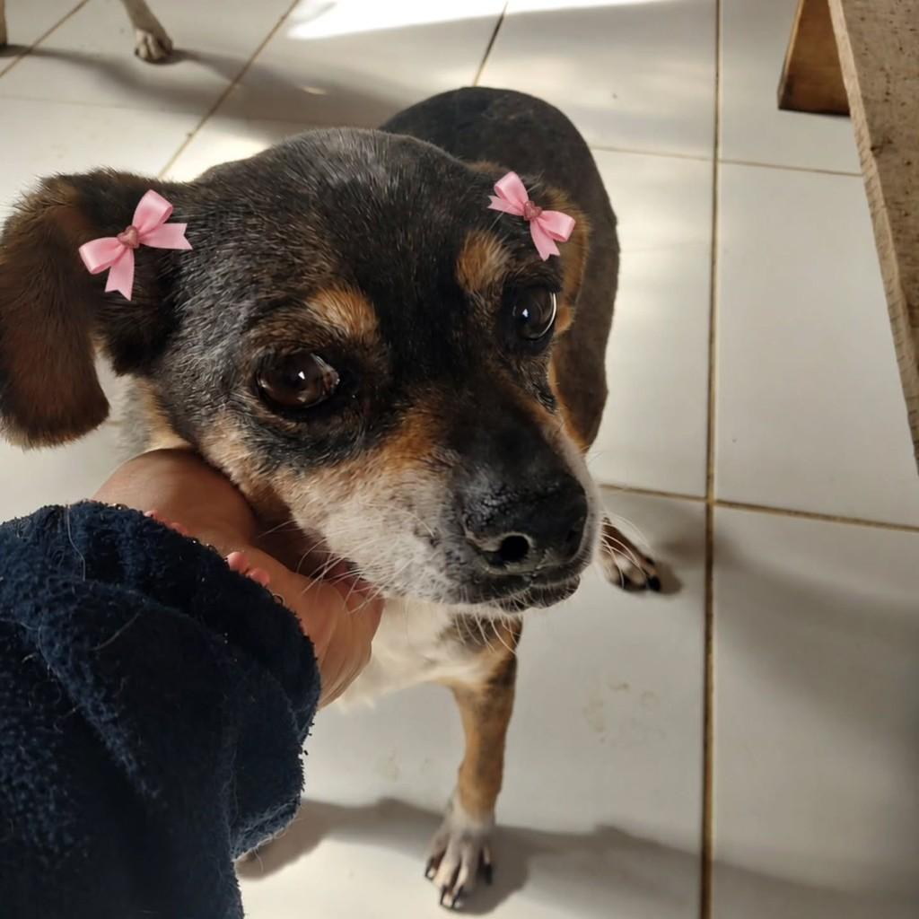 Dona Chica, cadela de porte pequeno para adoção em Vacaria - RS