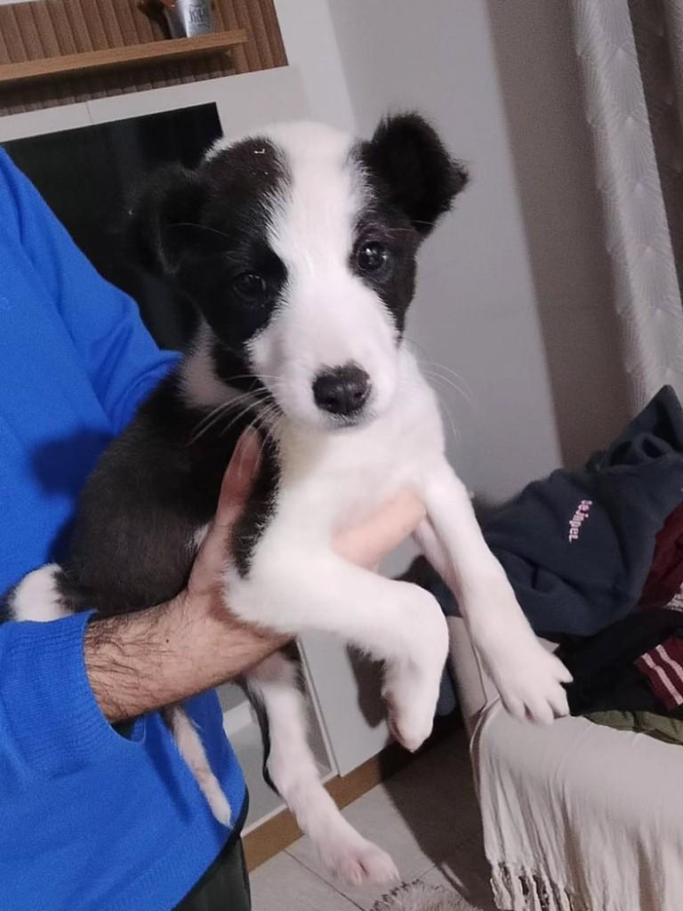 Femeazinha, cadela de porte pequeno para adoção em Vacaria - RS