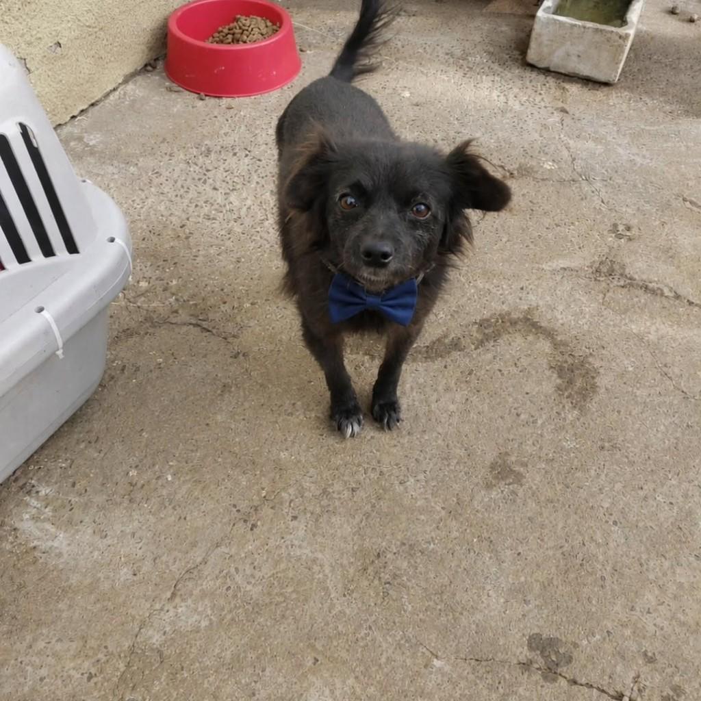 Neguinho, cachorro de porte pequeno para adoção em Vacaria - RS