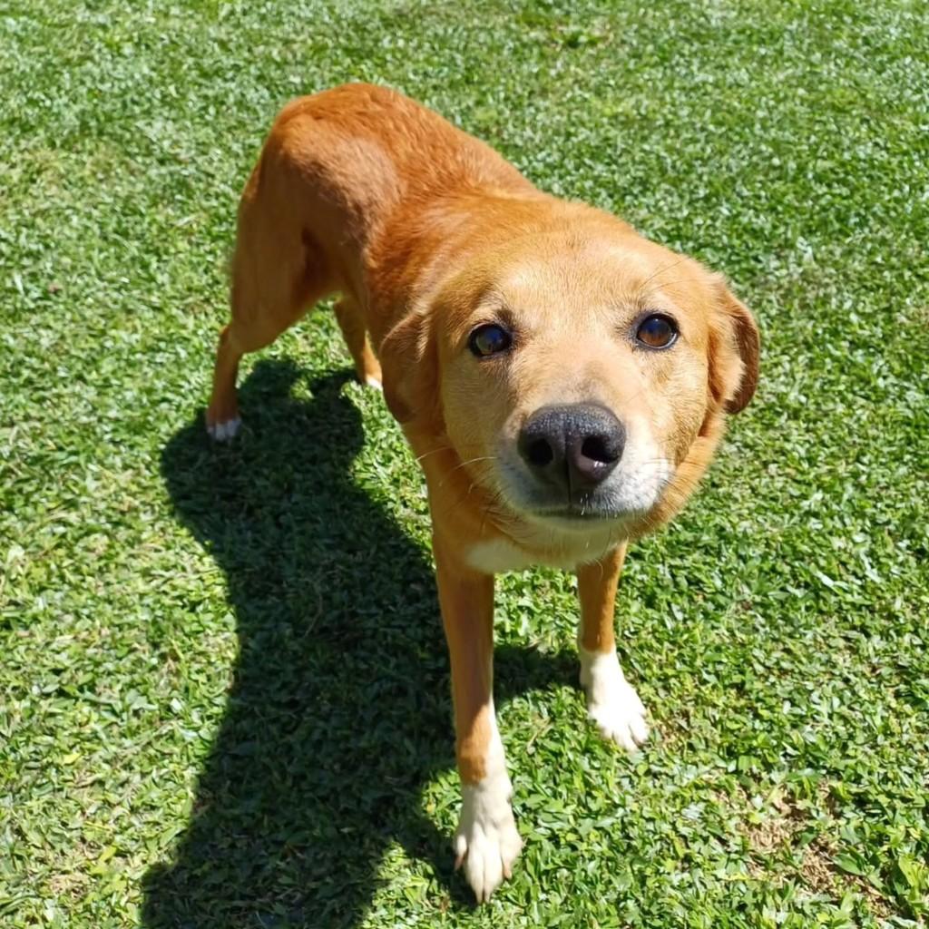 Carlinhos, cachorro de porte pequeno para adoção em Vacaria - RS