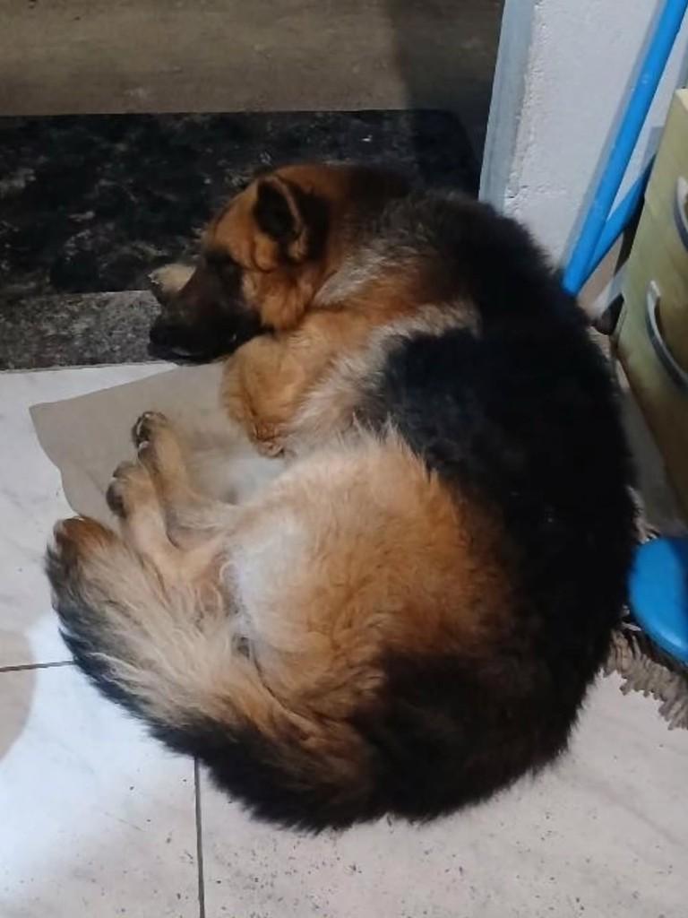 Grandão, cachorro de porte grande para adoção em Vacaria - RS