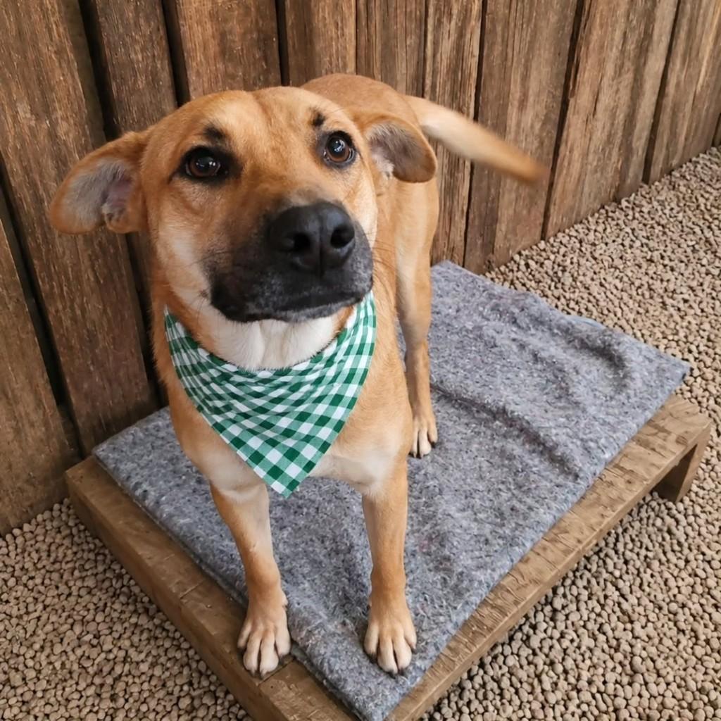 Caramelo, cachorro de porte grande para adoção em Vacaria - RS