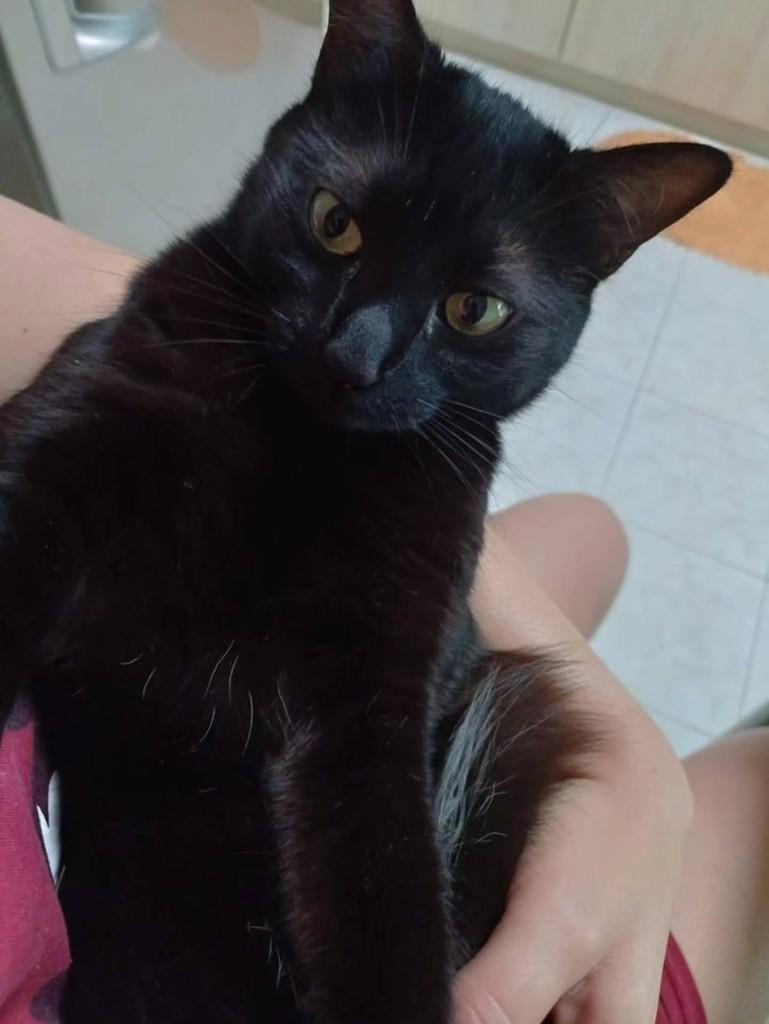 Misty, gata de porte pequeno para adoção em Vacaria - RS