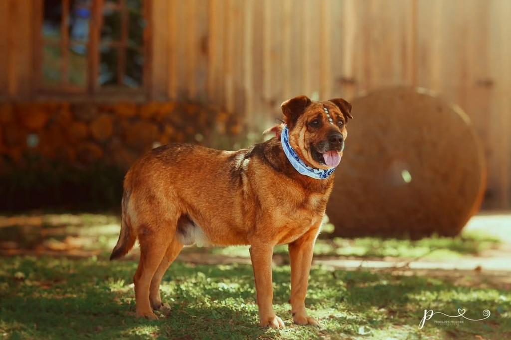 Vovozão, cachorro de porte grande para adoção em Vacaria - RS