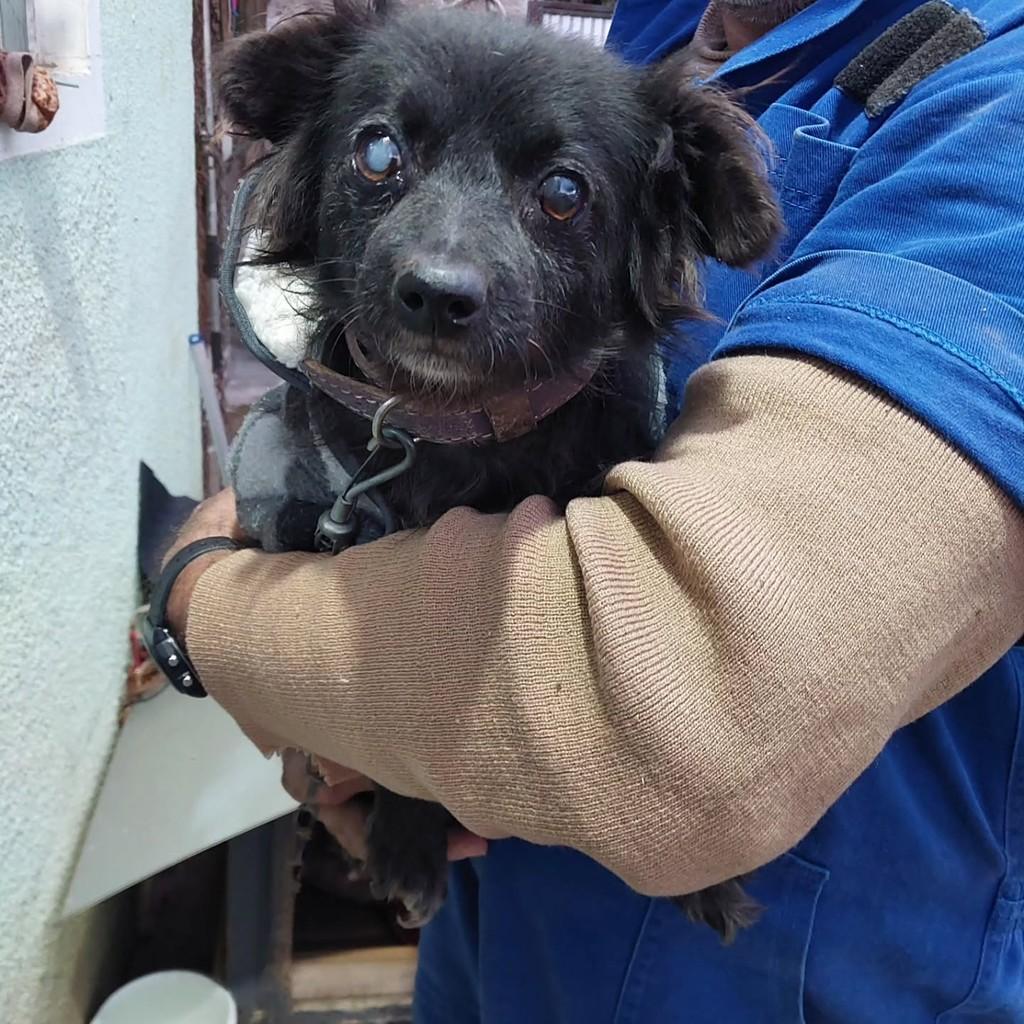 Vovôzinho, cachorro de porte pequeno para adoção em Vacaria - RS
