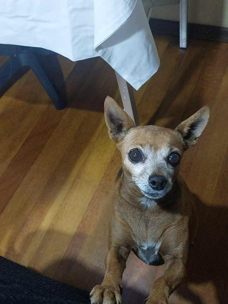 Mia, cadela de porte pequeno para adoção em Vacaria - RS