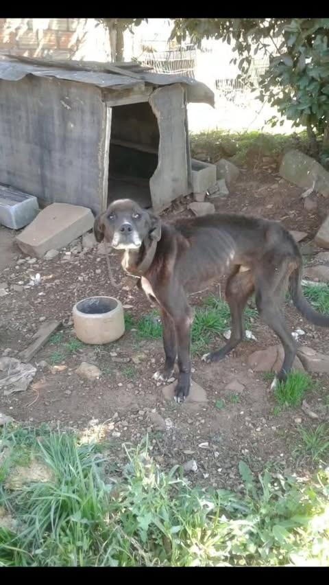 Negão, cachorro de porte grande para adoção em Vacaria - RS